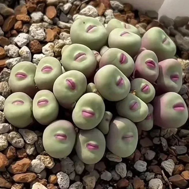 Red Lips, Rare Succulents