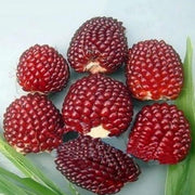 Egrow 50Pcs/Pack Jackfruit Strawberry Seeds Garden Plants Fruit Seeds