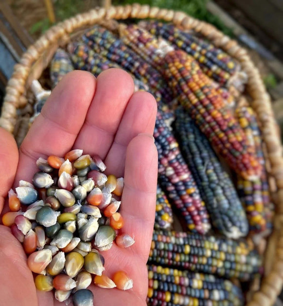 Painted Hill Sweet Corn Seeds – Millview