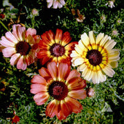 Chrysanthemum Rainbow Single Mix Painted Daisy Flower Seeds