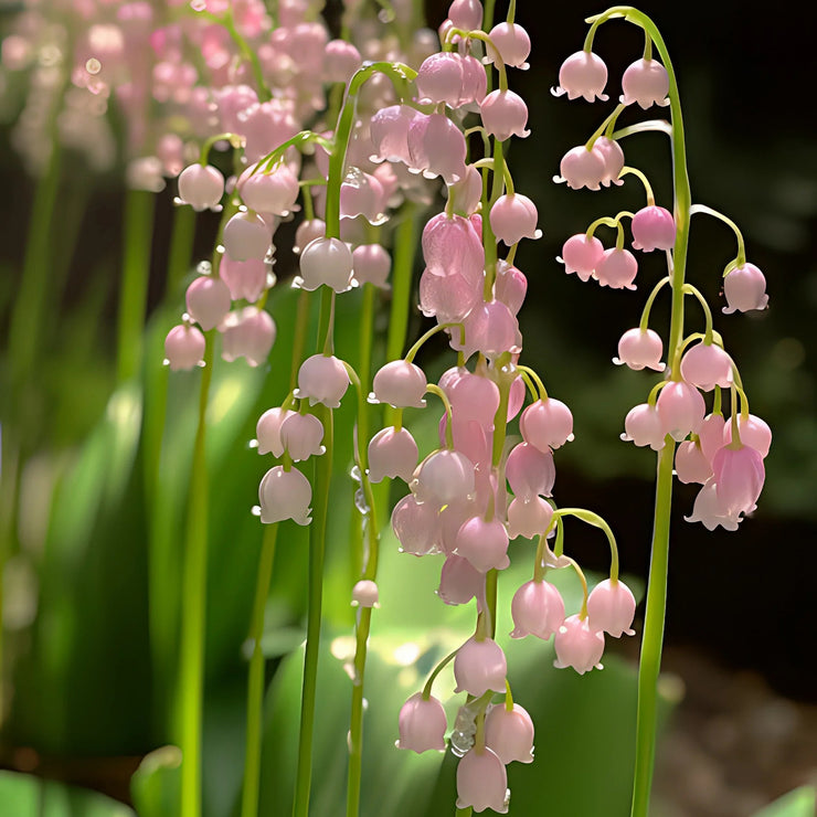 Up to 48%off❤️‍🔥lily of the valley(Convallaria majalis)seeds