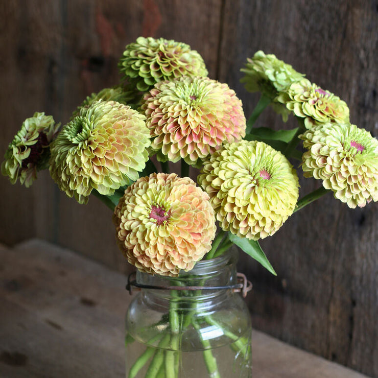 Zinnia Queen Lime with Blush Flower | X 30 Seeds