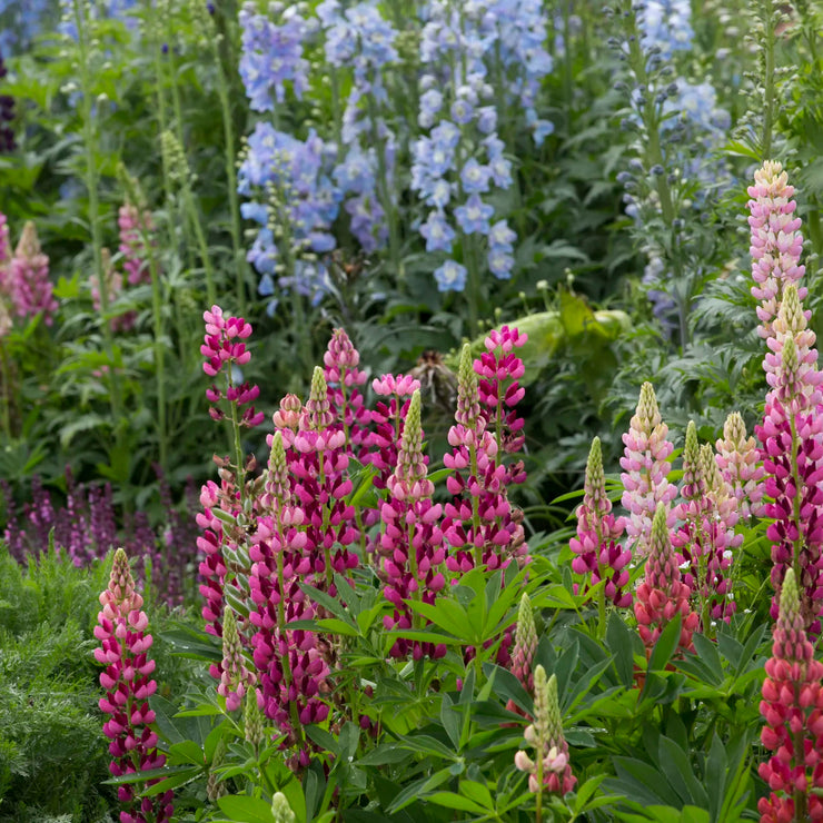 HOT SALL💥Lupine Seeds 🌸🌸🌸