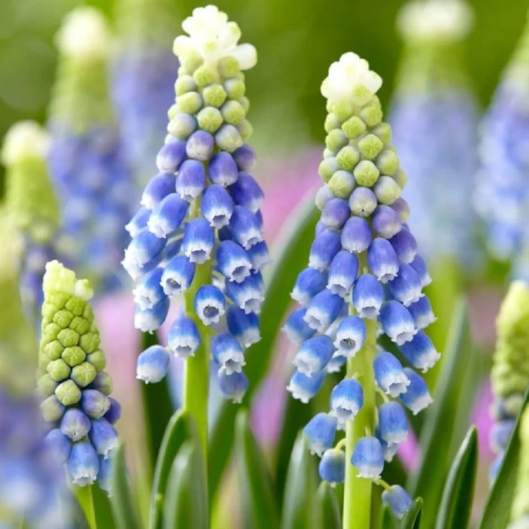 Mixed Muscari Cottage Blend