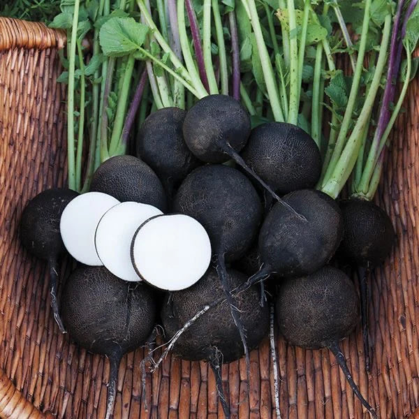 Organic Black Spanish Round Radish Seeds