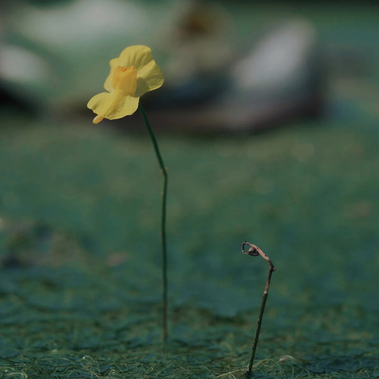 New off🔥Utricularia gibba seeds