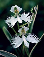 White Dove/Egret Flower Seeds