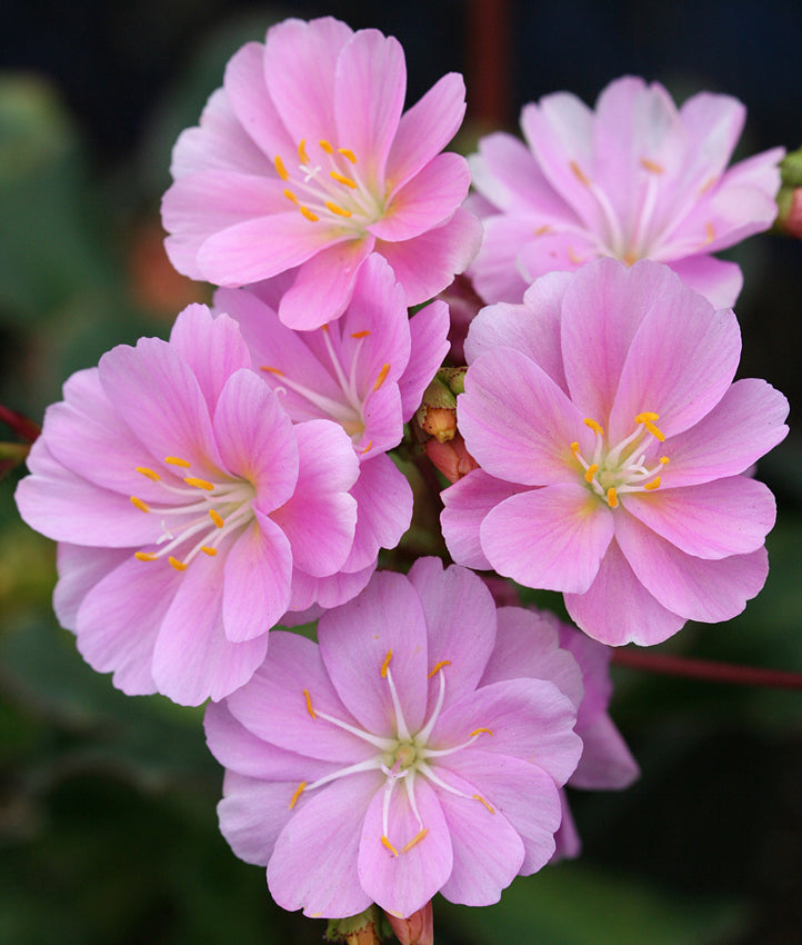 lewisia cotyledon elise mix