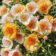 Rose Moss Mix color Seeds