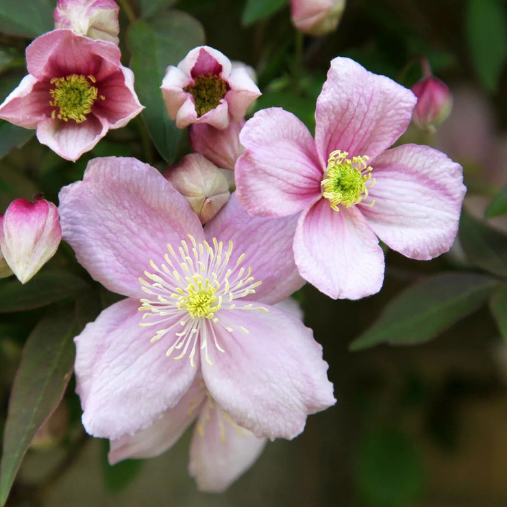 Clematis Flowering Vine - Fragrant Montana Rubens - ColorChanging - Light Pink to Rose