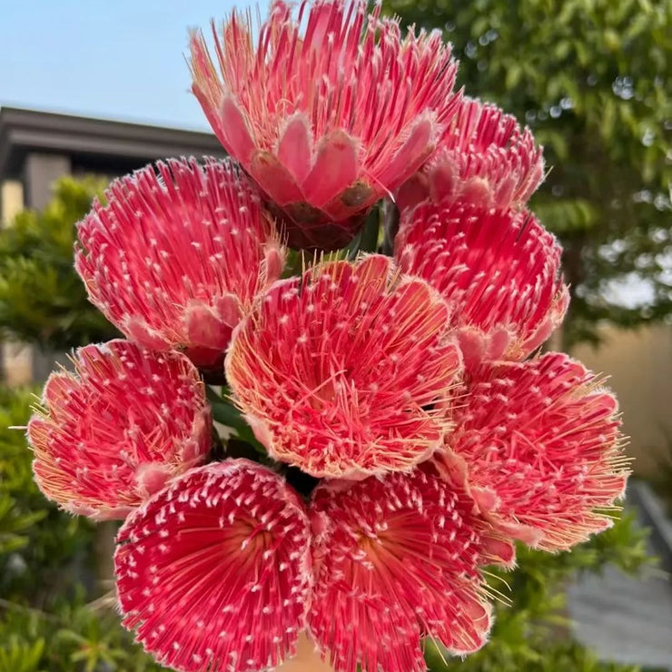 King Protea-Princess  Seeds