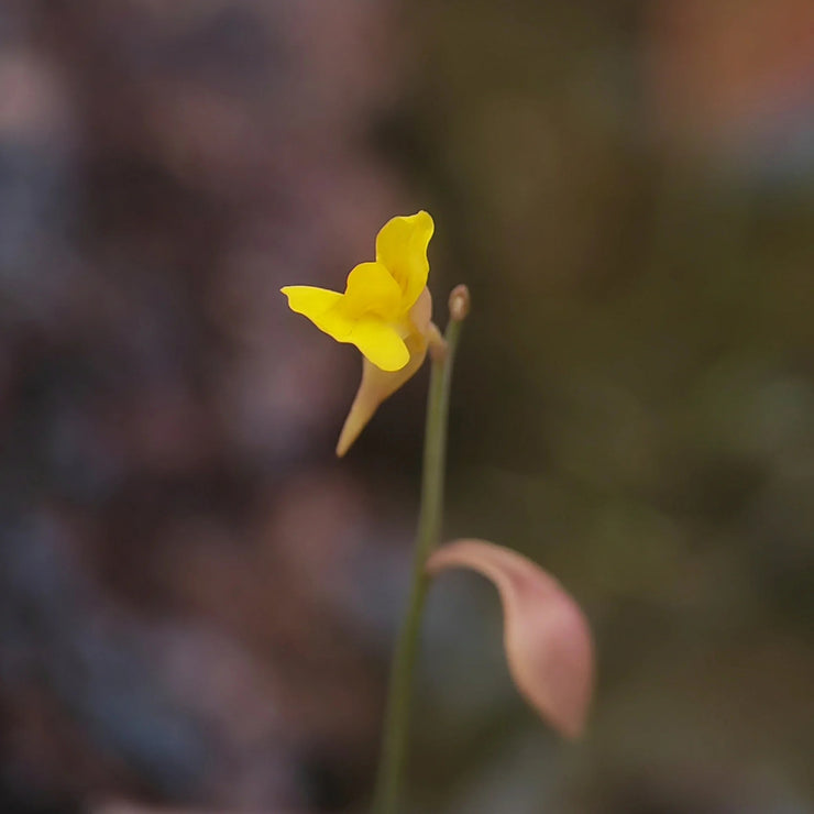 New off🔥Utricularia gibba seeds