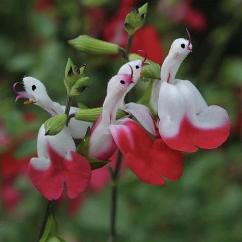 💕New Year special offer 🎁Salvia microphylla 'Hot Lips'