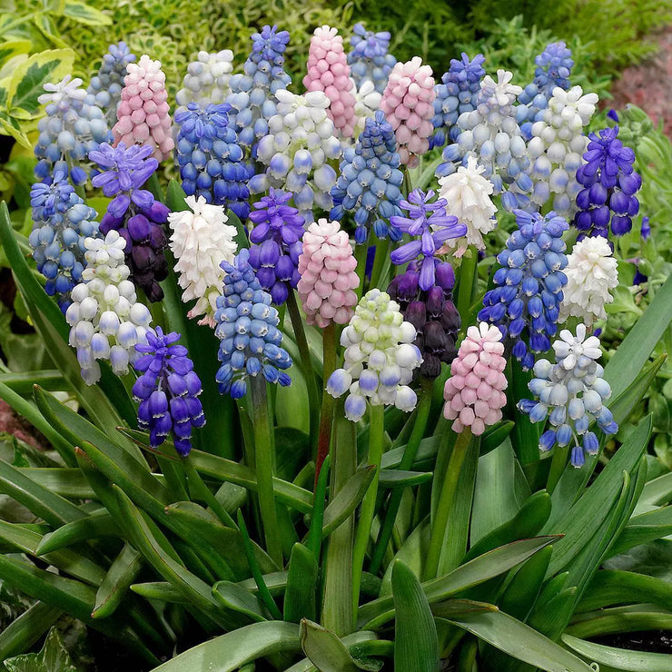 Mixed Muscari Cottage Blend