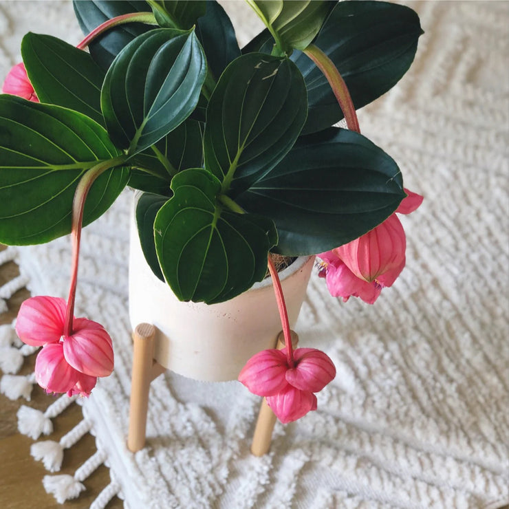 Up to 50%💥Medinilla magnifica seeds