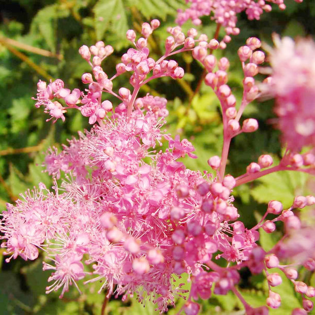 Filipendula rubra 'Venusta'