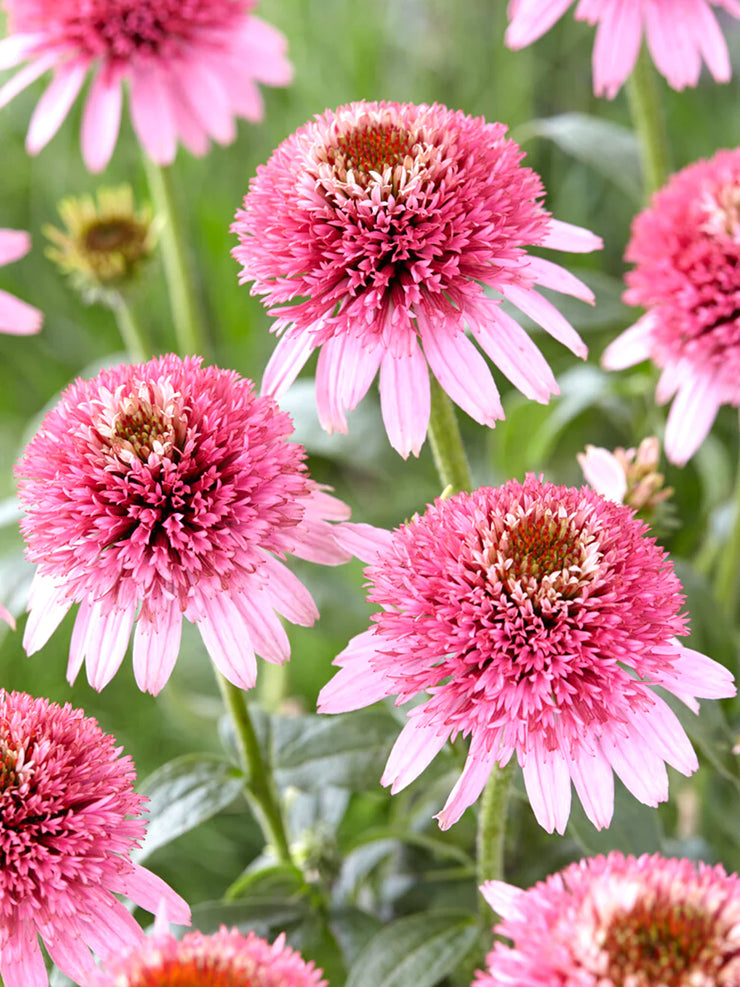Echinacea Butterfly Kisses (Coneflower)