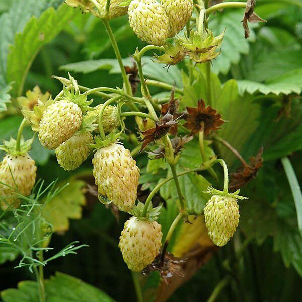 Alpine Strawberries Heirloom Pineapple
