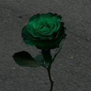 Eldorgua Green Rose Seeds