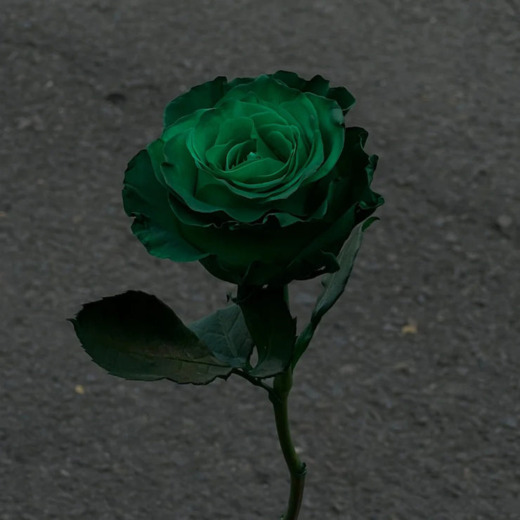 Eldorgua Green Rose Seeds