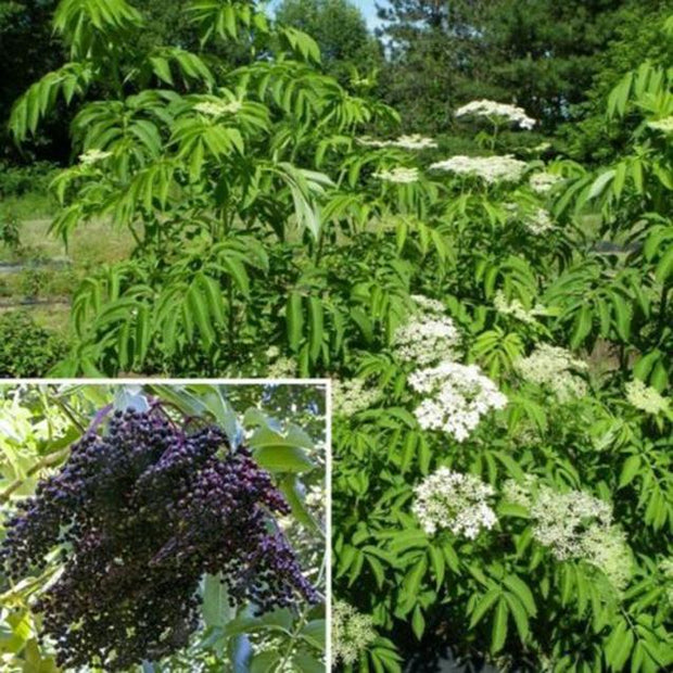 Egrow 50Pcs,100 Pcs/Pack Elderberry Seeds Green Polygonum Japonicum Seed Garden Decoration