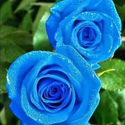Rose ‘Blue Moon’ Seeds