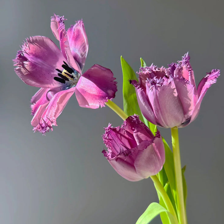 2024NEW🌷Frill Tulip seeds