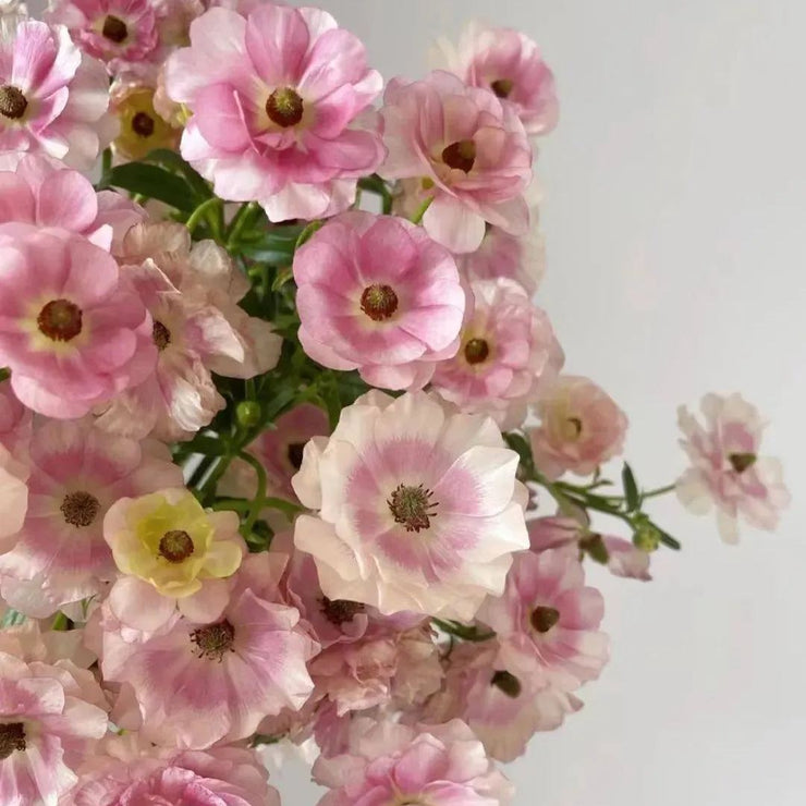 Ranunculus Butterfly Ariadne Seeds