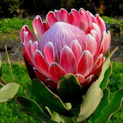 King Protea Flower Seeds