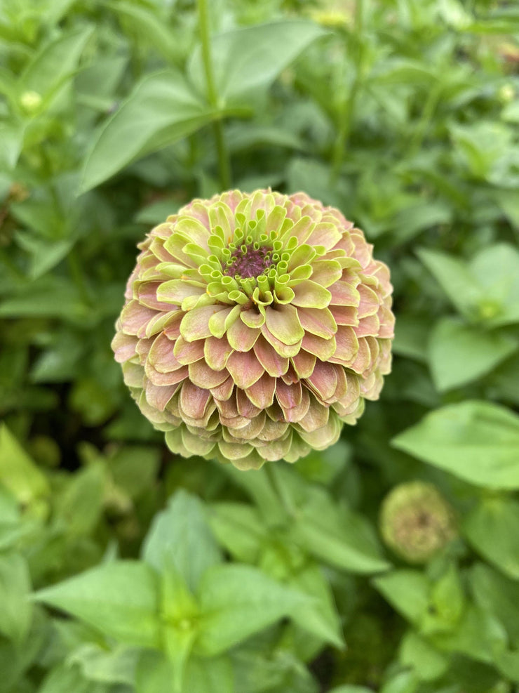 Zinnia Queen Lime with Blush Flower | X 30 Seeds