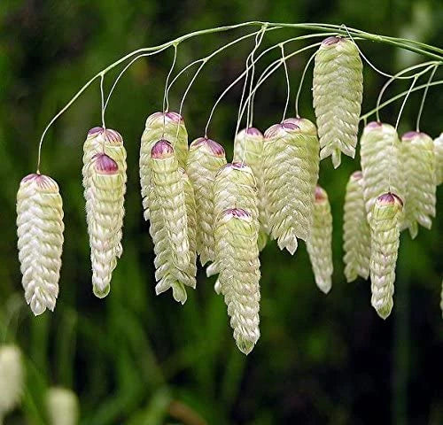 Quaking Grass Seeds