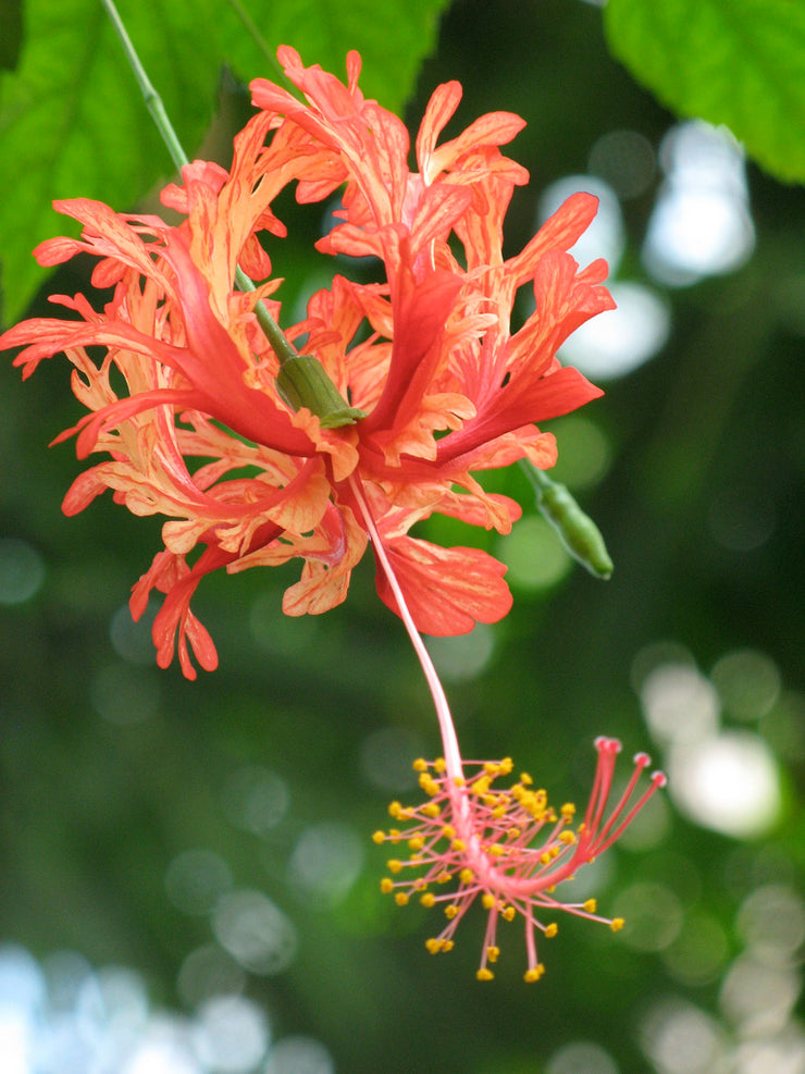 Hibiscus schizopetalus 'Japanese Lanterns'