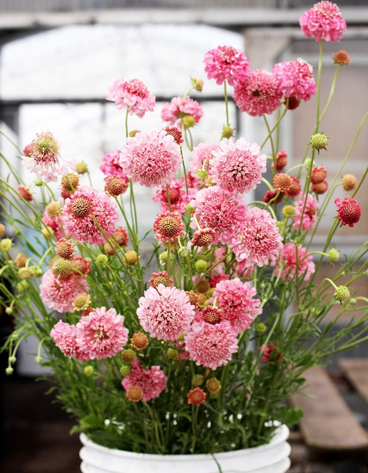 salmon queen Scabiosa scabious pincushion flower