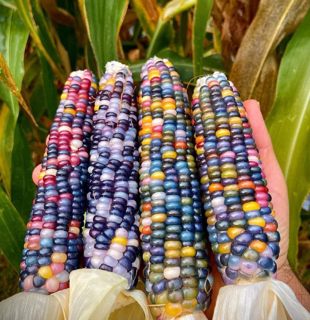 Painted Hill Sweet Corn Seeds