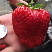 Super Giant Strawberry Fruit Seeds