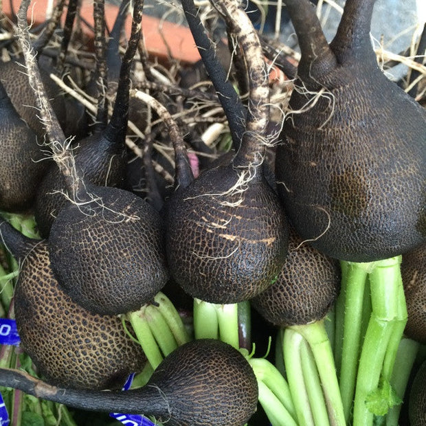 Organic Black Spanish Round Radish Seeds