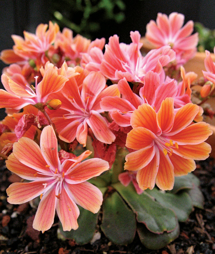 lewisia cotyledon elise mix