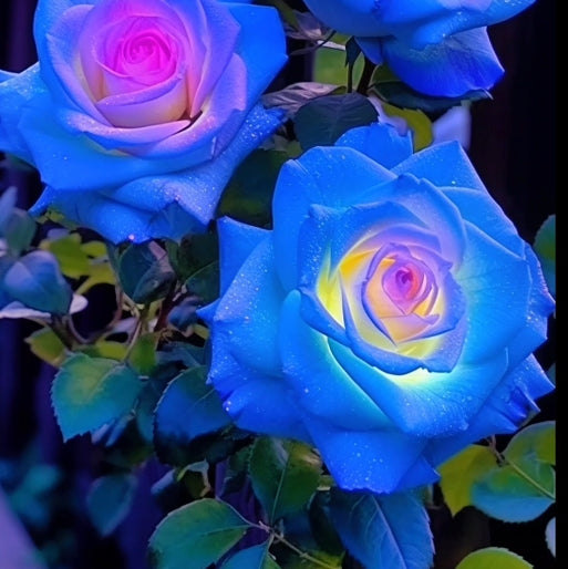 Rare Bag Blue Pink Rose Seeds Scented  Plants  Flowers