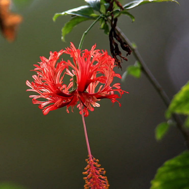 Hibiscus schizopetalus Seeds