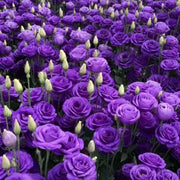 💜New for Spring🥰Purple Lisianthus Seeds